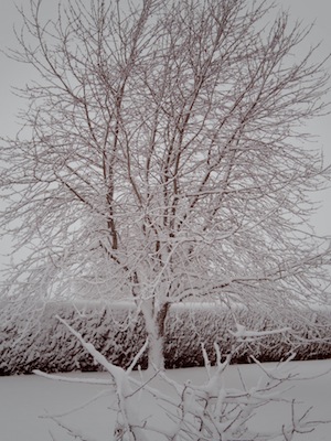 arbre, photo Pierre Perrin